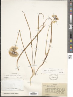 Image of Allium membranaceum