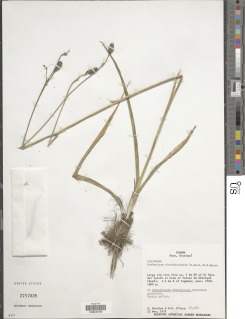 Image of Anthericum eleutherandrum