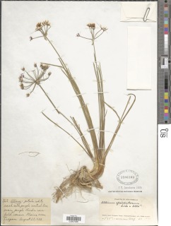 Image of Allium glandulosum
