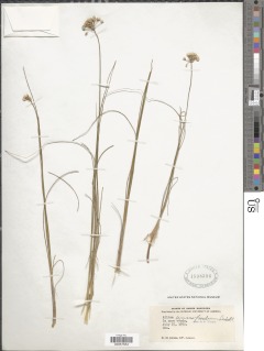 Image of Allium anisopodium