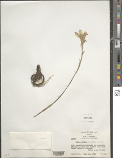Image of Zephyranthes grandiflora