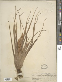 Tillandsia flabellata image