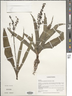 Chlorophytum gallabatense image