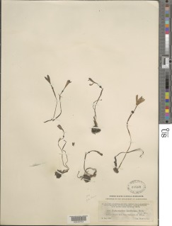 Image of Zephyranthes lindleyana