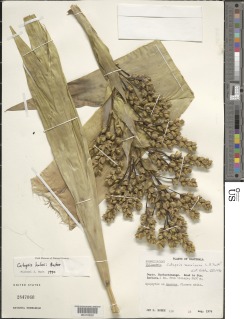 Catopsis paniculata image