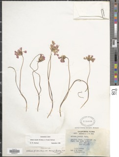 Image of Allium munzii