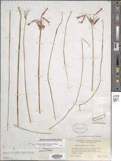 Bessera tenuiflora image