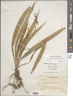 Hagenbachia panamensis image
