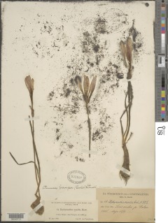 Zephyranthes cardinalis image