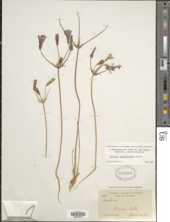 Image of Brodiaea appendiculata