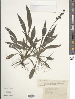 Chlorophytum sparsiflorum var. bipindense image
