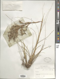 Tillandsia festucoides image