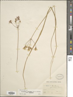 Triteleia ixioides subsp. ixioides image