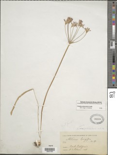 Triteleia peduncularis image