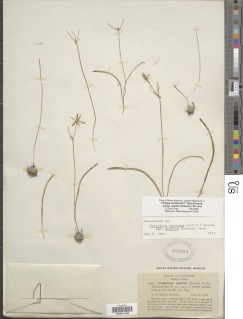 Triteleia ixioides image