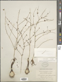 Image of Hooveria parviflora