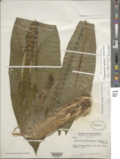 Image of Hymenocallis speciosa