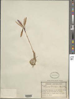 Image of Zephyranthes cardinalis