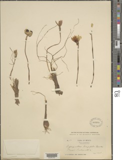 Image of Habranthus longifolius