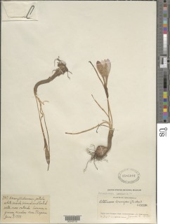 Zephyranthes cardinalis image