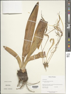 Hymenocallis littoralis image
