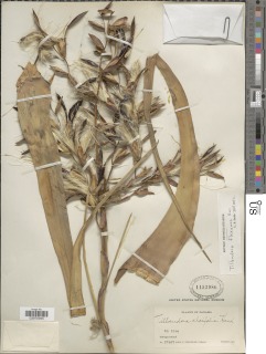 Tillandsia flexuosa image
