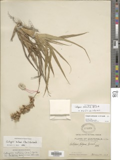 Catopsis delicatula image