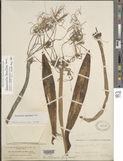 Hymenocallis tenuiflora image