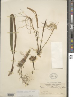Hymenocallis littoralis image