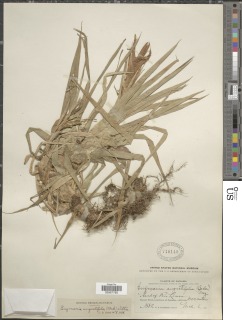 Guzmania angustifolia image