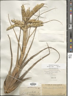 Image of Tillandsia fasciculata