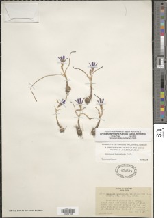 Brodiaea terrestris subsp. terrestris image