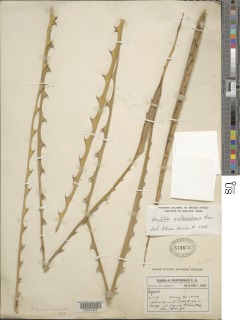 Hechtia guatemalensis image