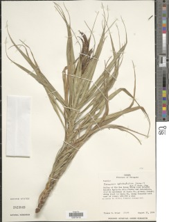 Image of Pitcairnia aphelandriflora