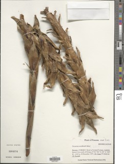Image of Pitcairnia wendlandii