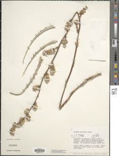 Image of Hechtia elliptica