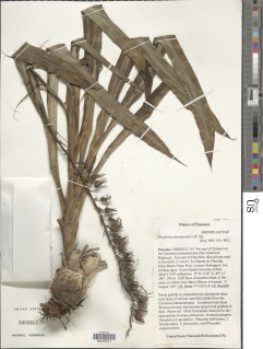 Pitcairnia chiriquensis image