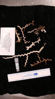 Madrepora oculata image