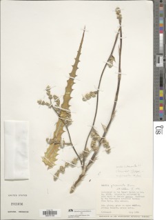 Image of Hechtia glomerata