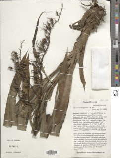 Pitcairnia chiriquensis image