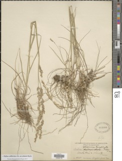Melica californica var. nevadensis image