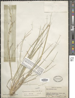 Image of Piptochaetium virescens