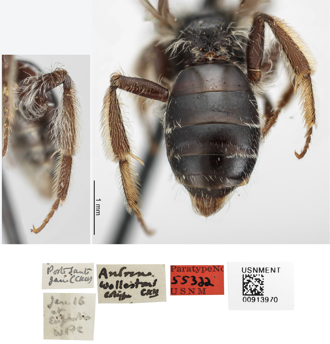 Andrena wollastoni image