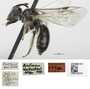 Andrena wollastoni image