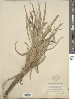 Pitcairnia punicea image