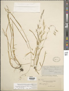 Pleuropogon californicus var. californicus image