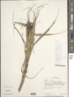 Pitcairnia aphelandriflora image