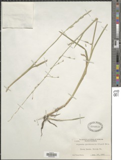 Glyceria × occidentalis image