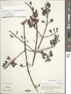 Image of Pitcairnia rundelliana