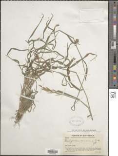 Image of Brachypodium mexicanum